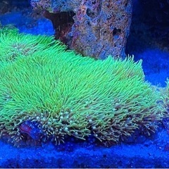 スターポリプ　沖縄産　サンゴの画像