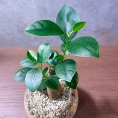 動き出しそうなガジュマル・ガラス鉢排水穴ありの画像