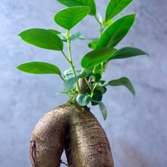 動き出しそうなガジュマル・ガラス鉢排水穴ありの画像