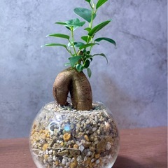 動き出しそうなガジュマル・ガラス鉢排水穴ありの画像