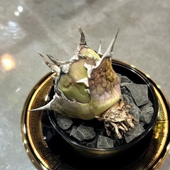 【ご検討中】　Agave titanota “Hades” アガベ チタノタ ハデス　黒帝斯　その①の画像