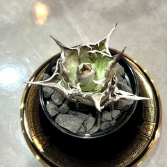 【ご検討中】　Agave titanota “Hades” アガベ チタノタ ハデス　黒帝斯　その①の画像