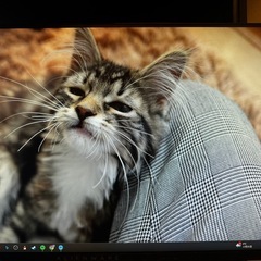 benq2710qモニター(2022年購入)(4cmの傷がある)、2017の240hzのalienwareモニターがおまけの画像