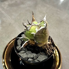 【ご検討中】　Agave titanota “Hades” アガベ チタノタ ハデス　黒帝斯　その②の画像