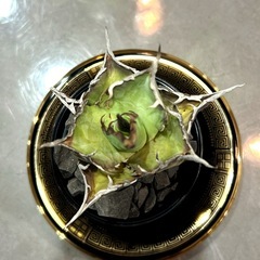 【ご検討中】　Agave titanota “Hades” アガベ チタノタ ハデス　黒帝斯　その②の画像