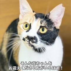 まんまるお目々の三毛猫花ちゃん