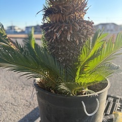 ソテツ　蘇鉄　大鉢の画像