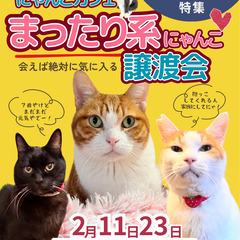 2026年2月11日（水）23(月)㊗️保護猫の譲渡会