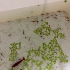 レッドシュリンプ　極赤エビ　30匹位の画像