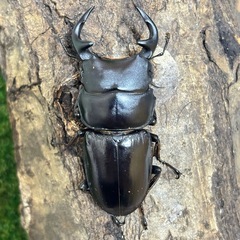 グランディスオオクワガタ♂♀♀♀（4匹）セットの画像