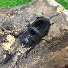 グランディスオオクワガタ♂♀♀♀（4匹）セットの画像