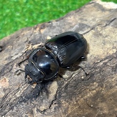 グランディスオオクワガタ♂♀♀♀（4匹）セットの画像