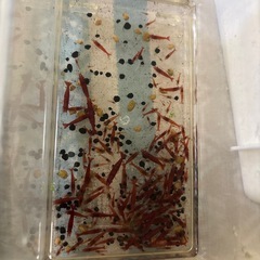 2セットのみ⭐︎極赤エビ　小さめ　レッドシュリンプ　サイズランダム10匹の画像