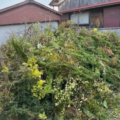 木、葉持って帰り放題の画像