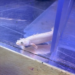 ⑧プラチナエンドリケリー引き取り限定の画像