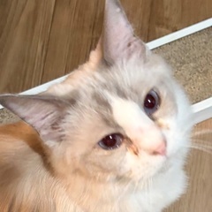 ブルーアイの美しいラグドール風猫さん