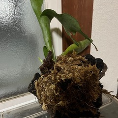 ビカクシダネザーランドの画像