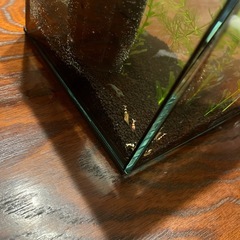 ブラックビーシュリンプ レッドビーシュリンプ ブルーパールシュリンプ 水槽 小型の画像