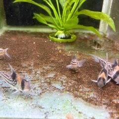 コリドラス　コルレア(パラレルス)6匹の画像