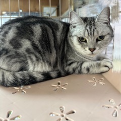 アメショー　女の子