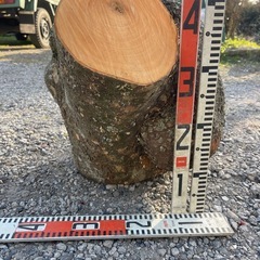 瘤木（ケセンの木）の画像