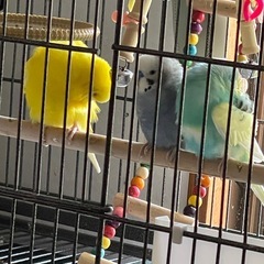 セキセイインコ決まりました。の画像