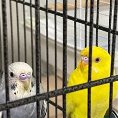 セキセイインコ決まりました。の画像