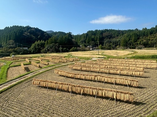 希少　陰干し米　天日干し　農薬　化学肥料不使用　令和7年度産　玄米30キロ