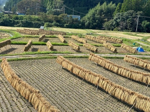 希少　陰干し米　天日干し　農薬　化学肥料不使用　令和7年度産　玄米30キロ