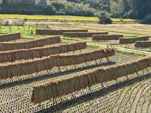 希少　陰干し米　天日干し　農薬　化学肥料不使用　令和7年度産　玄米30キロ