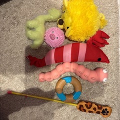 ペットのおもちゃやグッツ色々の画像