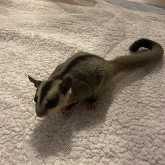 ノーマル　男の子　モモンガ