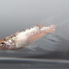 1/30(金) 　JAあつぎ あぐりべぇ メダカ出荷の画像