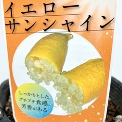 高級フルーツ⭐️フィンガーライム⭐️接木苗スリット鉢植え❣️オマケ付けます！の画像