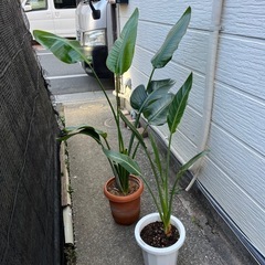 オーガスタ　ストレチア　まとめて　　の画像