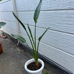 オーガスタ　ストレチア　まとめて　　の画像