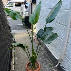 オーガスタ　ストレチア　まとめて　　の画像