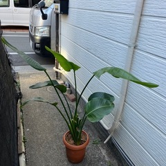 オーガスタ　ストレチア　まとめて　　の画像