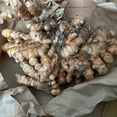 秋ウコン   お譲りします  土付き茎付き1.2kg超えの画像