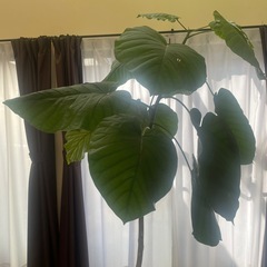 観葉植物　ウンベラータの画像