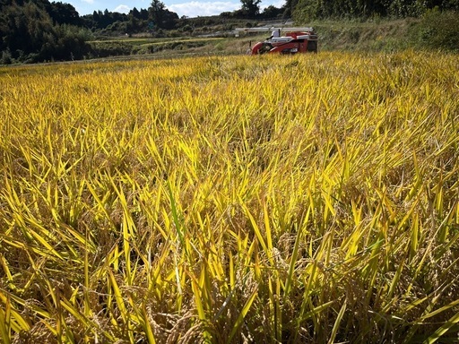 【精米無料】令和7年須賀川産コシヒカリ30キロ
