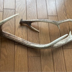 鹿のツノの画像