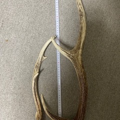 鹿のツノの画像