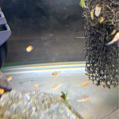 バルーンモーリー稚魚の画像