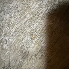 ローソファーの画像