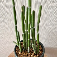 フォロトシアグランディフローラムの画像