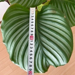 カラテア　オルビフォリアの画像