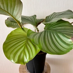 カラテア　オルビフォリアの画像