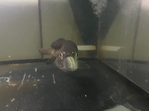 ノーザンバラムンディ