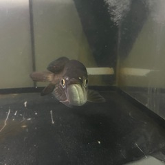 ノーザンバラムンディの画像